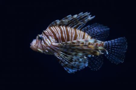 Lionfish