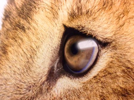 Lions Sad Eyes - Close-Up