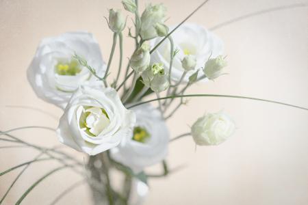 Lisianthus