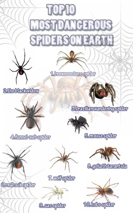 List Spiders