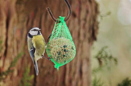 Little Bird looking for food