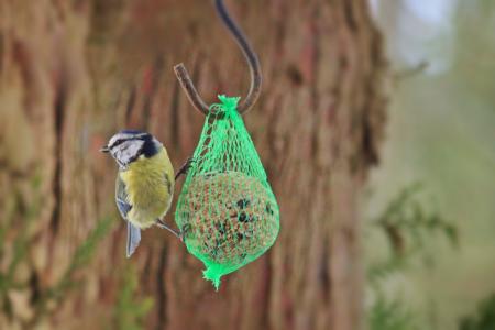 Little Bird looking for food