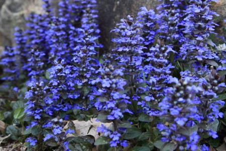 Little Blue Flowers