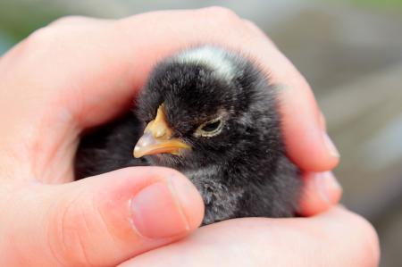 Little Chick