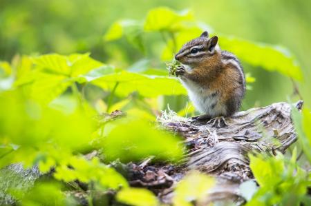 Little Chipmunk