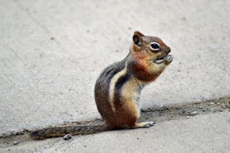 Little Chipmunk