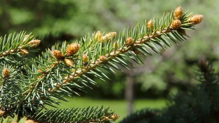 Little fir cones