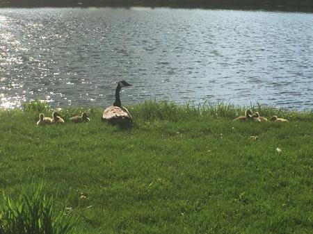 Little Goslings