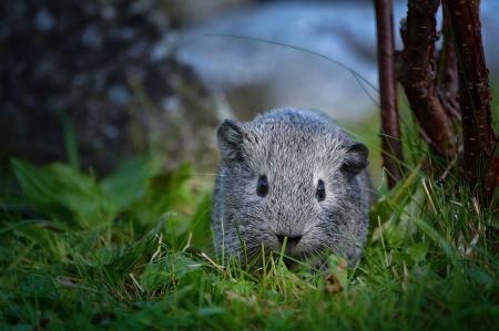 Little Guinea