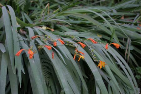 Little Orange Lilies