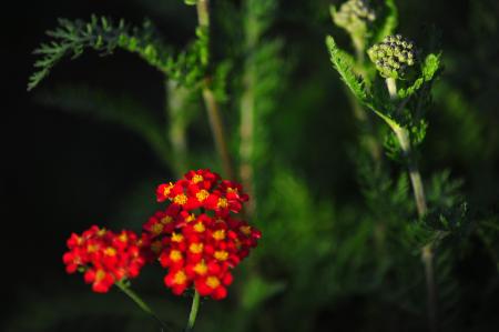 Little red flowers