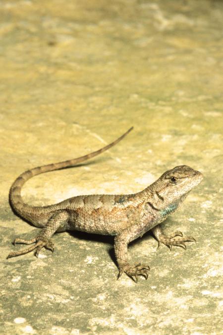 Wild Lizard