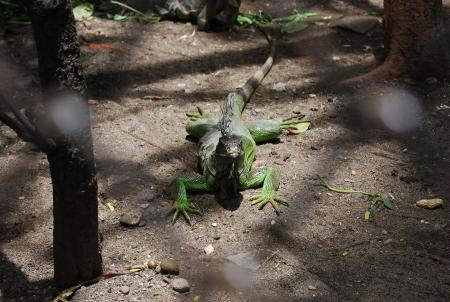 Lizard at Surabaya Zoo