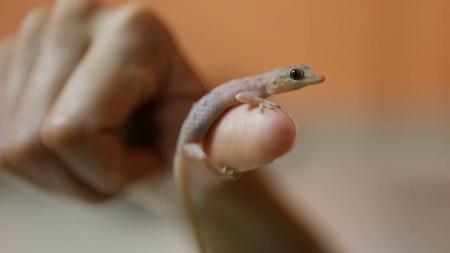 Lizard On Hand