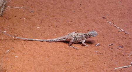 Lizard on red sand