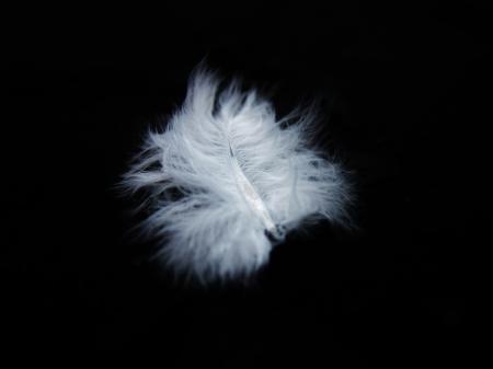Lone Feather