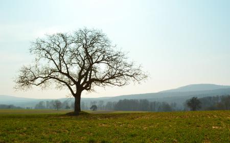 Lone tree
