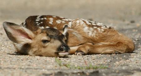 Lonely Deer