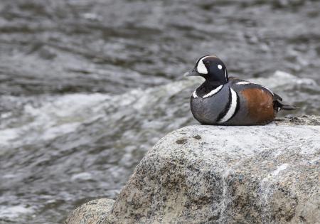 Lonely Duck