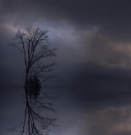 Lonely Tree