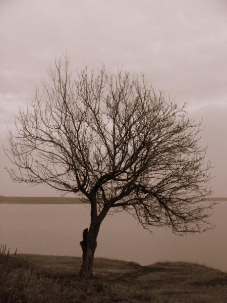 Lonely Tree