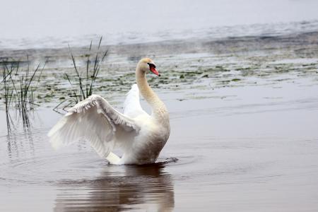 Lonely white swan of Hastings Lake, IL