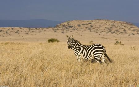 Lonely Zebra