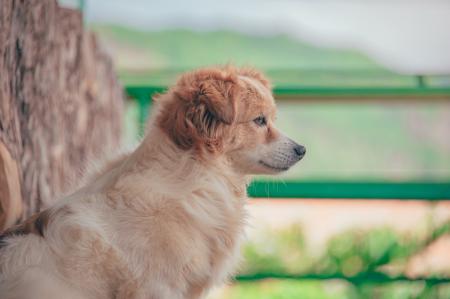 Long-coated Dog