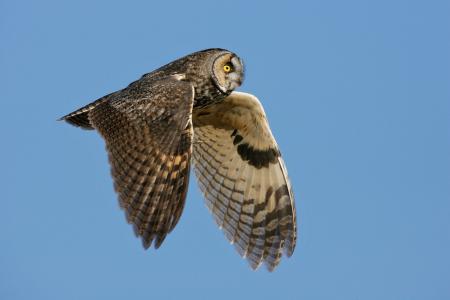 Long Eared Owl