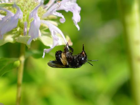 Long Horned Bee