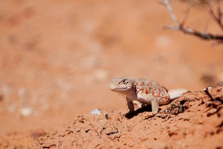 Long Nosed Leopard Lizard