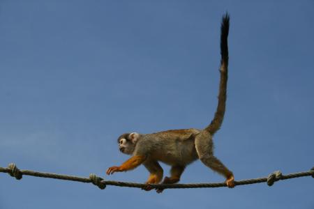 Long Tail Monkey