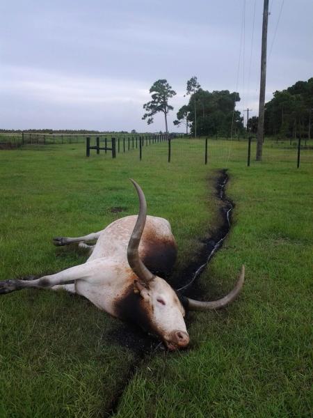 Longhorn Steer