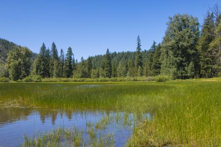 Lost Lake, Linn County, Oregon, Summer Grass