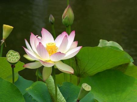 Lotus in the Garden