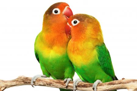 Lover Birds