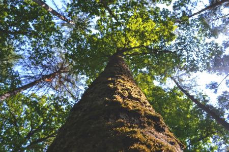 Low Angle Photo of Green Tree during Daytime