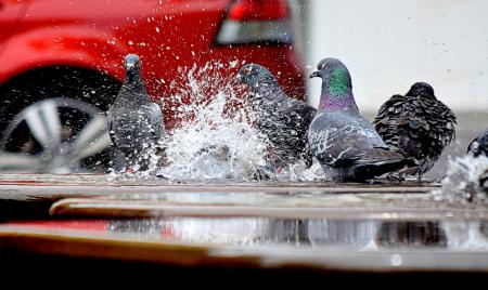 Low Angle Photo of Pigeon on the Road