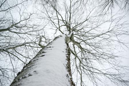 Low Angle Photo of Snow Covered Dried Tree