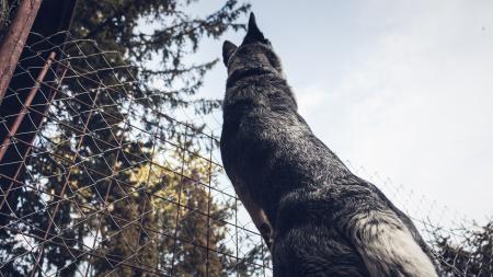 Low Angle Photography of Adult Gray German Shepherd