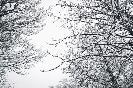 Low Angle Photography of Bare Tree during Winter Season