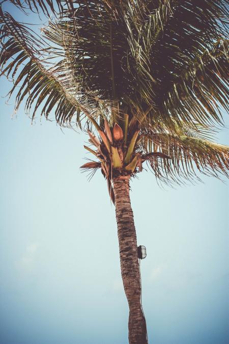 Low Angle Photography Of Palm Tree