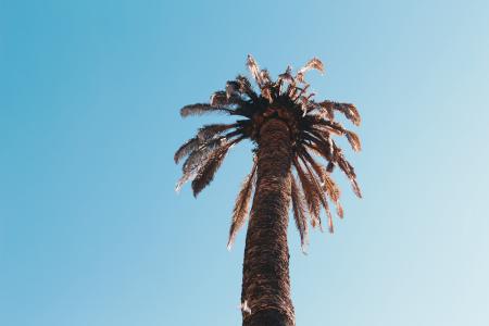 Low Angle Photography of Sago Palm