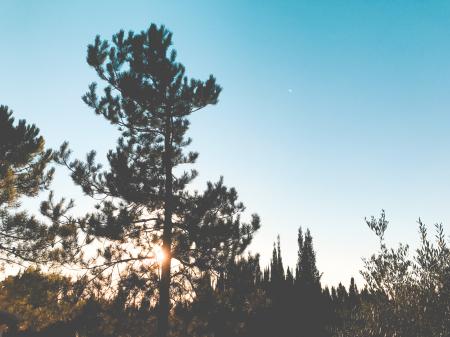 Low-angle Photography of Trees