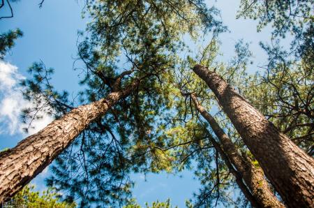 Low Angle Photography of Trees