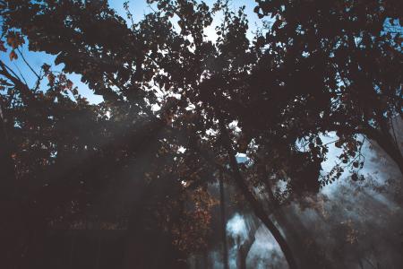 Low Angle Photography of Trees