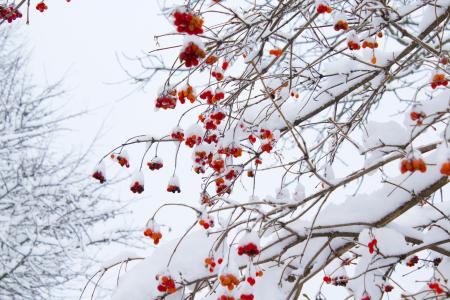 Low Angle Shot of Leafless Tree With Orange Flowers