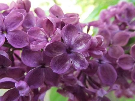 Lucky lilac