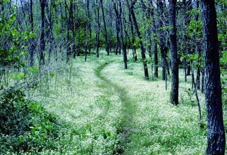 Lush Forest