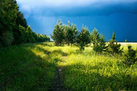 Lush Green